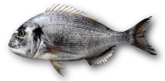 Sparus aurata_07.jpg